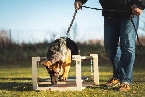 Platform on chains (puppy socialization)