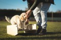 Rocker (puppy socialization)