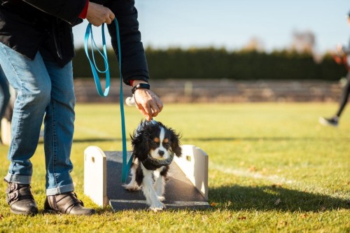 Swing (puppy socialization)