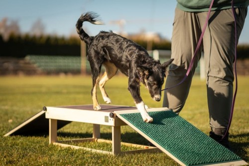 Sensory footbridge (puppy socialization)