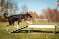 Sensory footbridge (puppy socialization)