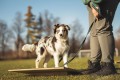 Square balancing platform (puppy socialization)