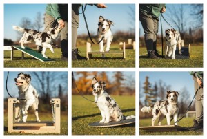 PUPPY SOCIALIZATION SET - XL SIZE (6 elements)