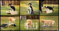 Puppy socialization set - M size (6 elements)