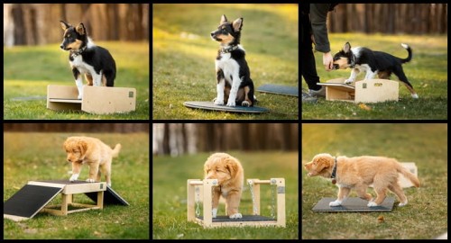 Puppy socialization set - M size (6 elements)