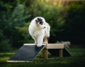 Sensory footbridge - M size (puppy socialization)