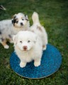 Round balancing platform - M size (puppy socialization)