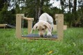 Platform on chains- L size (puppy socialization)