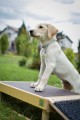 Sensory footbridge - L size (puppy socialization)