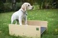 Rocker - L size (puppy socialization)