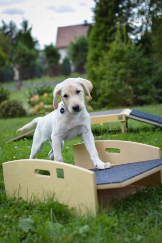 Swing - L size (puppy socialization)