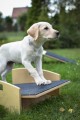 Swing - L size (puppy socialization)
