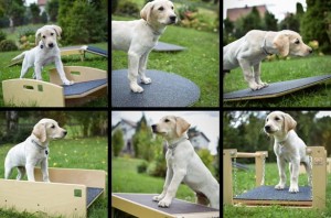 PUPPY SOCIALIZATION SET - L SIZE (6 elements)