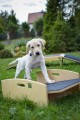 Swing - L size (puppy socialization)