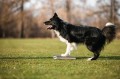 Target with spring OBEDIENCE
