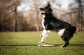 Target with spring OBEDIENCE